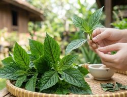 Khasiat Daun Keji Beling Ternyata Ampuh Luruhkan Batu Ginjal, Begini Cara Mengolahnya
