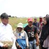 Kementan Siapkan Rp 16,6 T Buat Kejar Swasembada Pangan di 2027