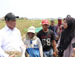 Kementan Siapkan Rp 16,6 T Buat Kejar Swasembada Pangan di 2027