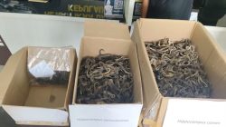 Kuda Laut Kering Selundupan