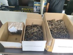 Karantina Kepri Gagalkan Selundupan Ribuan Kuda Laut Kering di Bandara RHF Tanjungpinang
