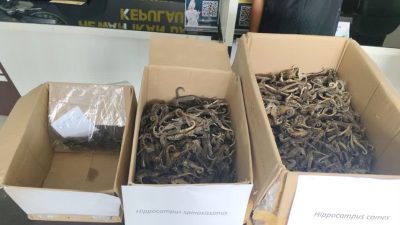 Karantina Kepri Gagalkan Selundupan Ribuan Kuda Laut Kering di Bandara RHF Tanjungpinang