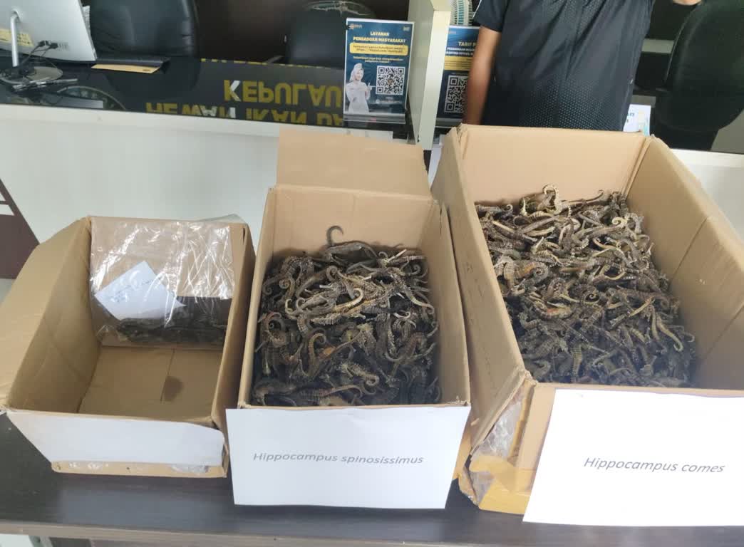 Kuda Laut Kering Selundupan