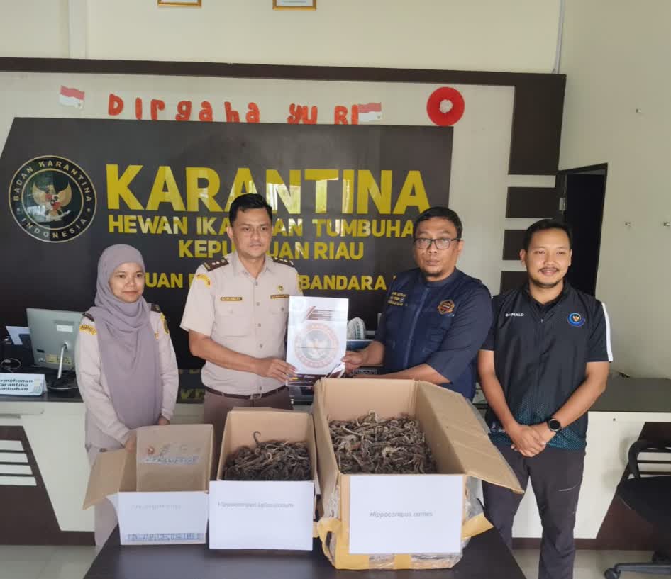 Kuda Laut Kering di Tanjungpinang