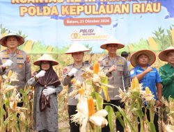 Polda Kepri Panen 7 Hektare Jagung di Galang