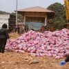 Mesin Pendingin Rusak, ​29 Ton Bawang Putih Cina Dimusnahkan Karantina Kepri di Batam
