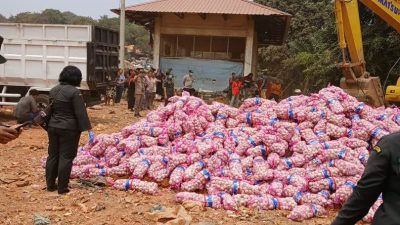 Mesin Pendingin Rusak, ​29 Ton Bawang Putih Cina Dimusnahkan Karantina Kepri di Batam